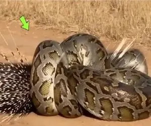 از جذابیت های حیات وحش / پیتون فکر میکرد جوجه تیغی لقمه آسونیه