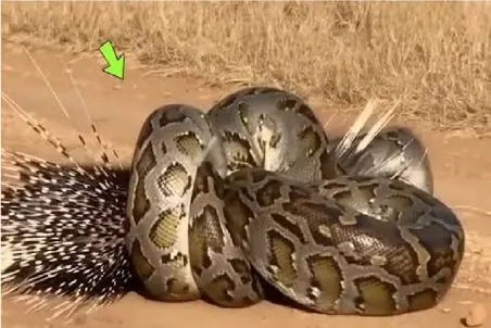 از جذابیت های حیات وحش / پیتون فکر میکرد جوجه تیغی لقمه آسونیه