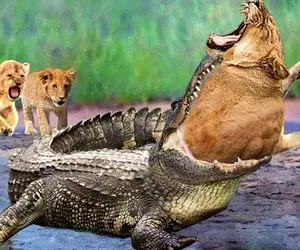 از جذابیت های حیات وحش؛ شیر خودش رو فدا کرد و رفت تو دهن کروکودیل به خاطر توله هاش