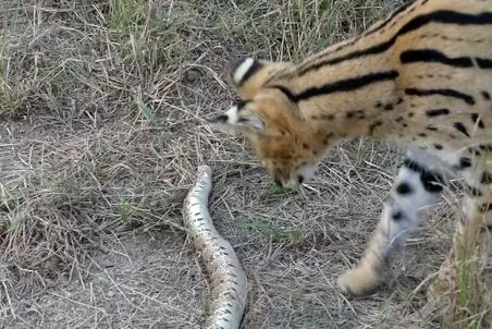 مستند حیات وحش؛ گربه یوزپلنگی دلش یه گوشت لخم زهردار خواست