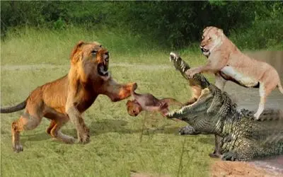 نبرد حیات وحش/شیر تمساح رو گرفتار کرد و با التماس و تقلا هم رحم نکرد