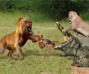 نبرد حیات وحش/شیر تمساح رو گرفتار کرد و با التماس و تقلا هم رحم نکرد