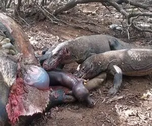 از جذابیت‌های حیات وحش؛ کومودو ددمنش شکم بوفالورو پاره کرد جنینشو به نیش کشید