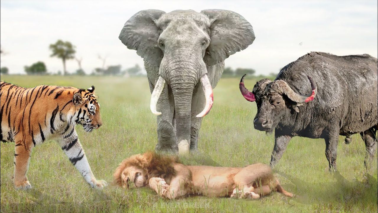 از جذابیت های حیات وحش؛ 6 جانور یل که به راحتی می تون به پوزه شیر به خاک بمالونن