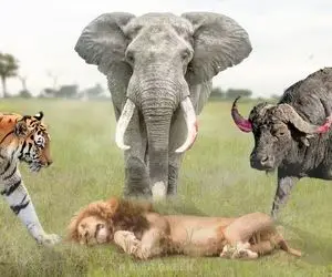 از جذابیت های حیات وحش؛ 6 جانور یل که به راحتی می تون به پوزه شیر به خاک بمالونن