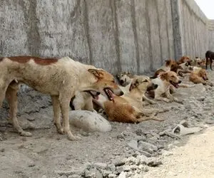 مرگ دختر 6 ساله توسط سگ ها در رفسنجان