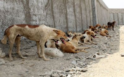 مرگ دختر 6 ساله توسط سگ ها در رفسنجان