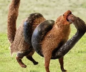 مستند حیات وحش؛ خدنگ ناغافل سر مار رو کرد تو دهنش