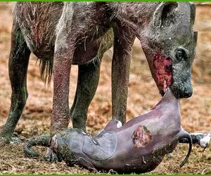 از بدایع حیات وحش؛ لحظات بی رحمانه‌ای که حیوانات سفاک نوزادان را شکار می کنند