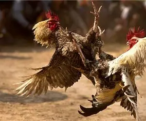 شاهکار حیات وحش؛ خروس ها میافتن به جون هم برنده صاحب مرغای مرغدونیه