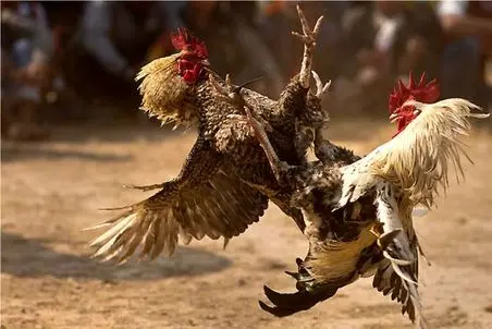 شاهکار حیات وحش؛ خروس ها میافتن به جون هم برنده صاحب مرغای مرغدونیه