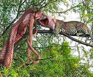 بدایع حیات وحش؛ پیتون غول پلنگ چش قشنگه رو قاپید نرم خزید رو درخت آروم بلعیدش