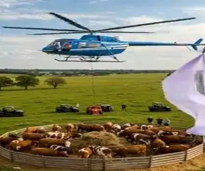 دامداری نوین؛ با هلیکوپتر تور انداختن رو گله گاوها جابجاشون کردن فله ای ببرن کشتارگاه