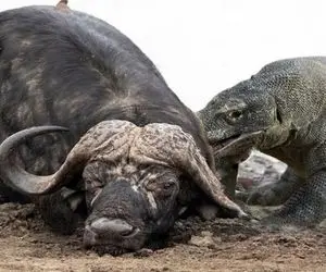 حیات وحش حیرت انگیز؛ کومودو بی اعصاب آنقدر گشنه بود بوفالو گنده تیکه کرد خورد