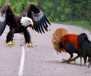 بدایع حیات وحش / وقتی عقاب برای خروس شاخ و شونه کشید با جراحت جان سپرد