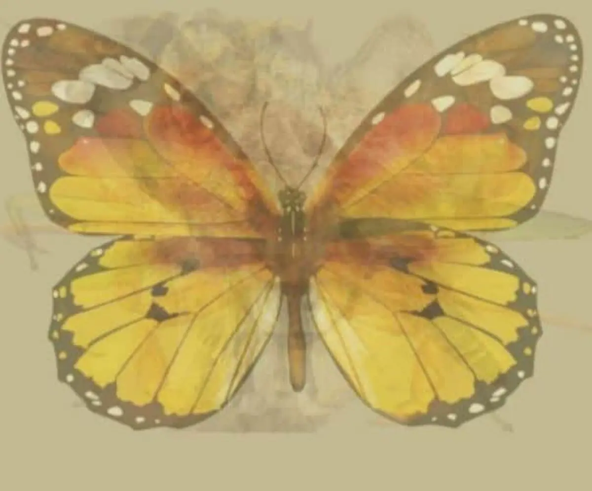 The Butterfly