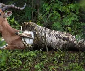 از جذابیت های حیات وحش؛ پیتون ایمپالا غول پیکر رو یک صبح تا ظهر طول کشید تا قورت بده