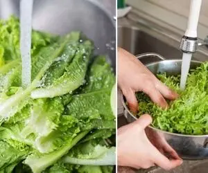 روش درست شستن کاهو؛ اگه خوب لابه لاش شسته نشه چی میشه؟ نکته های موقع مصرف