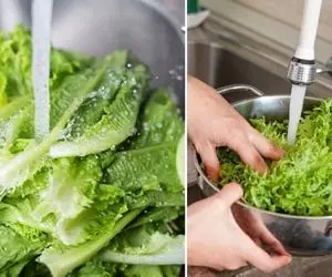 روش درست شستن کاهو؛ اگه خوب لابه لاش شسته نشه چی میشه؟ نکته های موقع مصرف