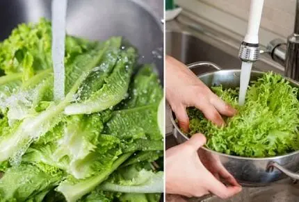 روش درست شستن کاهو؛ اگه خوب لابه لاش شسته نشه چی میشه؟ نکته های موقع مصرف
