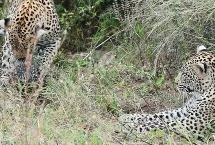 تقلای دو پلنگ برای خوردن لاک پشت / هر چه زدند به لاک بسته زدند