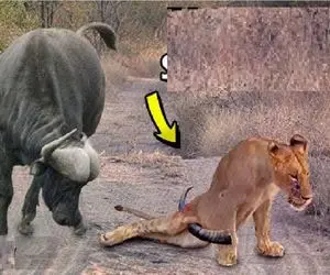 مستند حیات وحش؛ سعی شیر برای مبارزه با گاو عاقبت خوشی نداشت