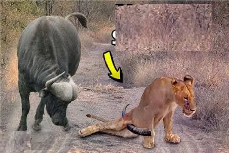 مستند حیات وحش؛ سعی شیر برای مبارزه با گاو عاقبت خوشی نداشت