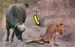 مستند حیات وحش؛ سعی شیر برای مبارزه با گاو عاقبت خوشی نداشت