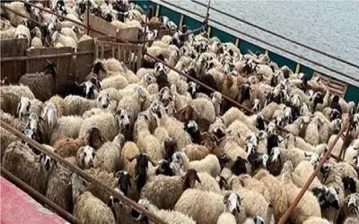 قیمت دام زنده امروز ۷ خرداد ۱۴۰۴‌ + جدول