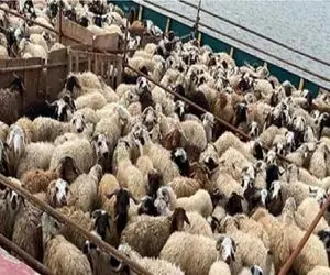 قیمت دام زنده امروز ۷ خرداد ۱۴۰۴‌ + جدول