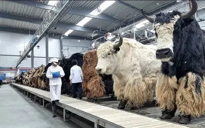 دامداری مدرن / کشاورزان میلیون‌ها گاومیش را در کوهستان برای تولید پنیر پرورش می‌دهند