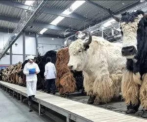 دامداری مدرن / کشاورزان میلیون‌ها گاومیش را در کوهستان برای تولید پنیر پرورش می‌دهند