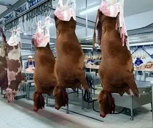 فرآوری گاو های گوشتی؛ پرورش انبوه گاوهای عضلانی به قدری هیکلی که انگاری باشگاه رفتن