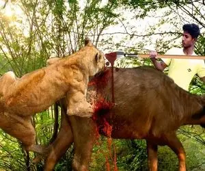 بدایع حیات وحش؛ شیر شریر موقع مثله کردن بوفالو توسط صاحبش شرحه شرحه شد