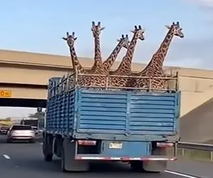 معماری طبیعت؛ وانت حمل زرافه های گردن دراز پر رفت زیر پل خالی دراومد