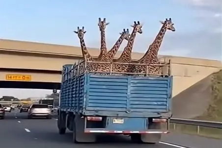 معماری طبیعت؛ وانت حمل زرافه های گردن دراز پر رفت زیر پل خالی دراومد