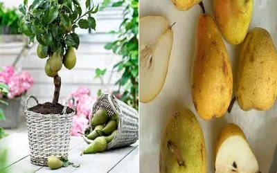 چطور یک درخت گلابی سالم و پربار در خانه پرورش دهیم؟/ کاشت گلابی در گلدان بدون دردسر