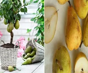 چطور یک درخت گلابی سالم و پربار در خانه پرورش دهیم؟/ کاشت گلابی در گلدان بدون دردسر
