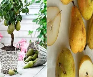 چطور یک درخت گلابی سالم و پربار در خانه پرورش دهیم؟/ کاشت گلابی در گلدان بدون دردسر