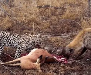 مستند حیات وحش؛ دزدی کفتار از پلنگ