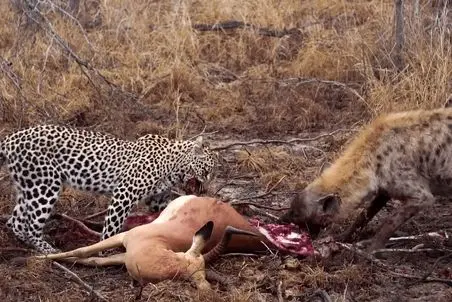 مستند حیات وحش؛ دزدی کفتار از پلنگ