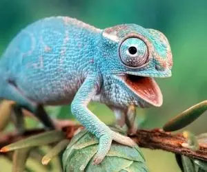 فکت حیات وحش؛ ببینید آفتاب پرست چطور رنگ عوض میکنه/ فتبارک الله احسن الخالقین