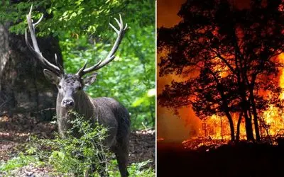 جنگل‌ چند میلیون ساله هیرکانی الیت دقیقا کجاست و چرا ریه ایران است؟