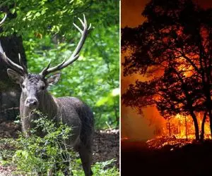 جنگل‌ چند میلیون ساله هیرکانی الیت دقیقا کجاست و چرا ریه ایران است؟