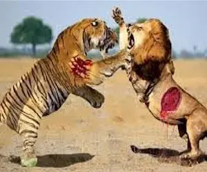 مستند حیات وحش / در رویارویی ببر سیبری و شیر چه کسی پیروز است؟