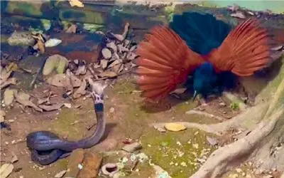 مستند حیات وحش؛ پرنده یالدار که زورش به مار میچربه