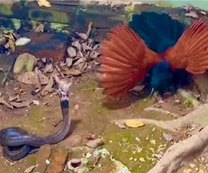 مستند حیات وحش؛ پرنده یالدار که زورش به مار میچربه