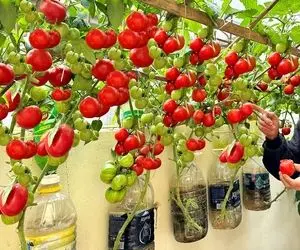 ایده های خلاقانه؛ بطری های پلاستیکی آب معدنی رو دور نندازیا اینا واسه کشاورزی عالین