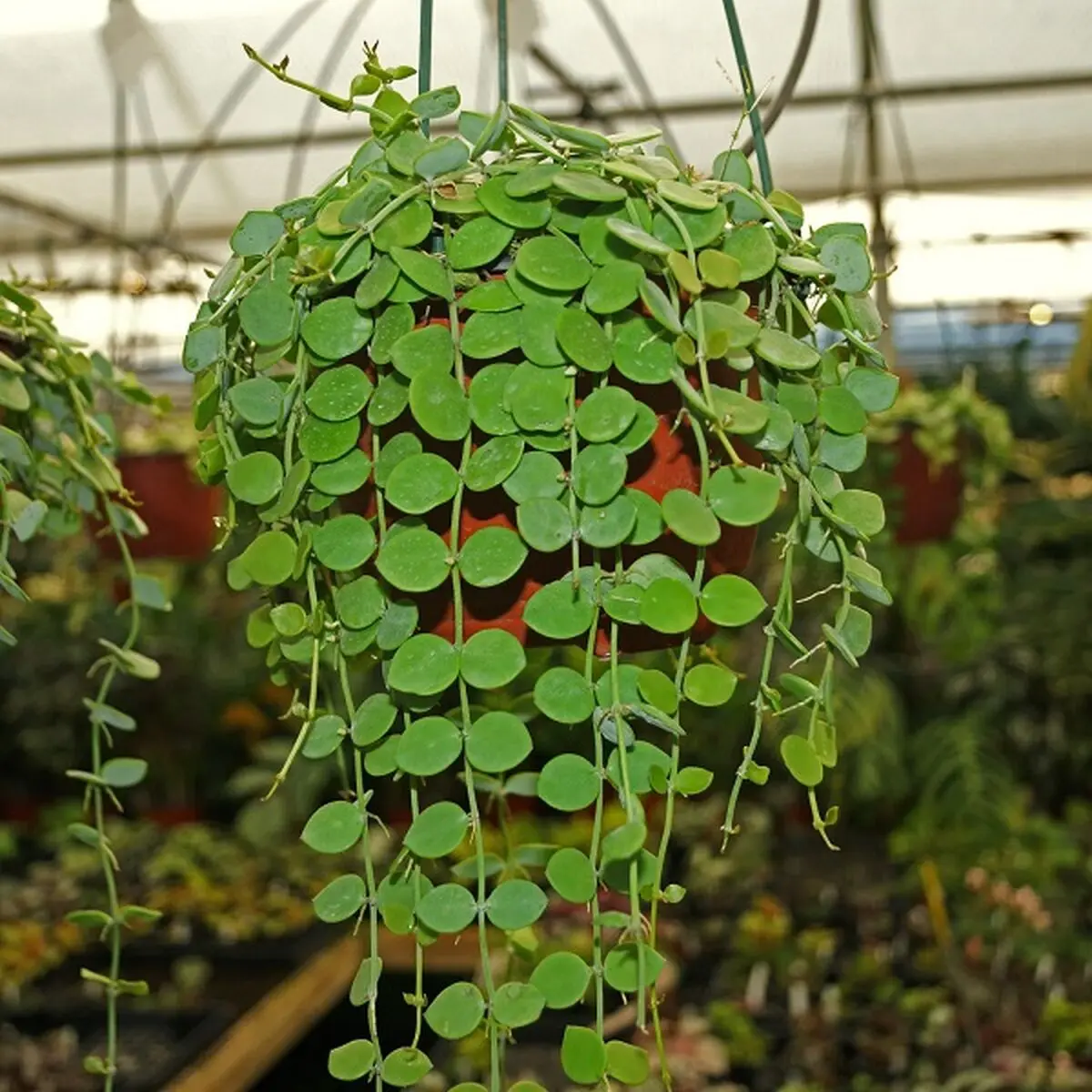 apocynaceae-dischidia-nummularia-steve_sleaves_inc.-4