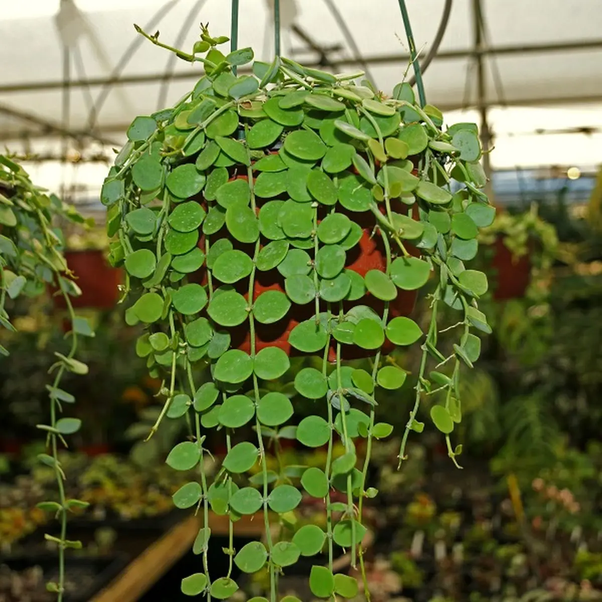 apocynaceae-dischidia-nummularia-steve_sleaves_inc.-4